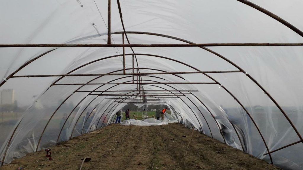 Der Folientunnel am Acker von innen