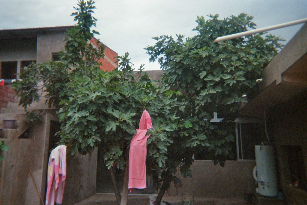 Ein Hof mit einem Baum
